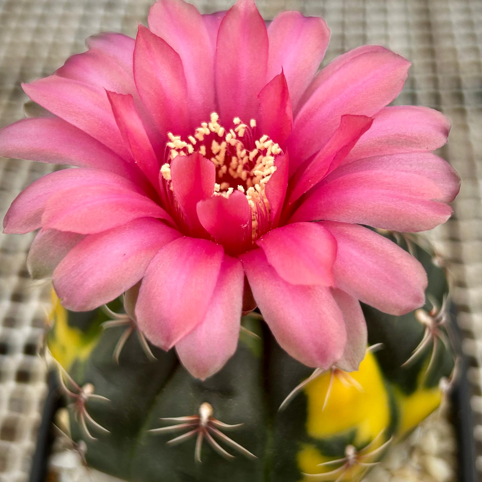 Gymnocalycium Baldianum Flor Roja
